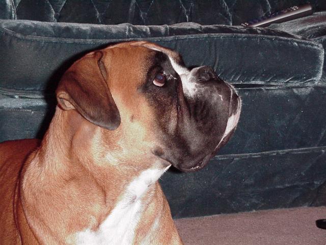 Bono Head Shot3