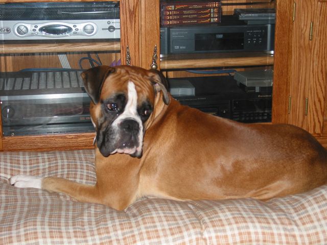 Bono in front of the TV