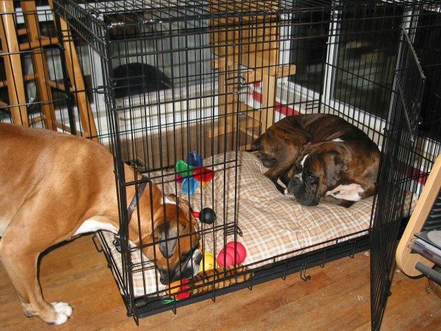 Bono stealing a toy from Loko