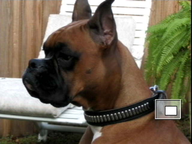 Boo @ 16 months...going thru pics ..thought I would share this...he's 21 mo
