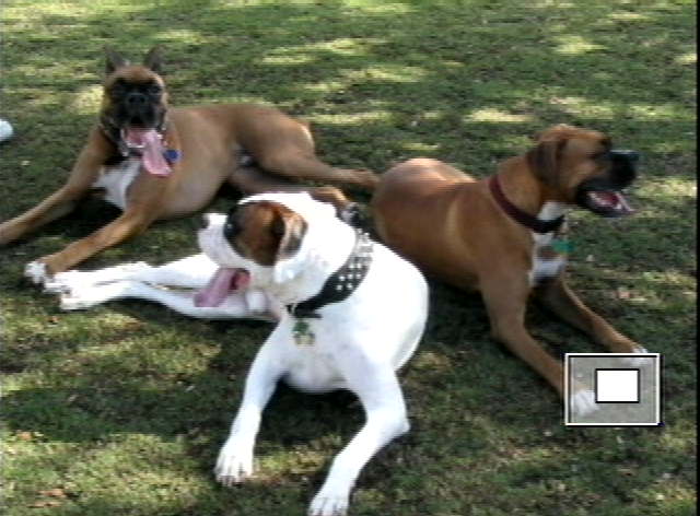 Boo,Domino&Layla