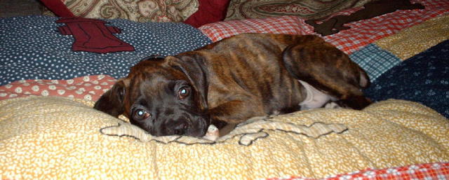 Boodan 10 weeks