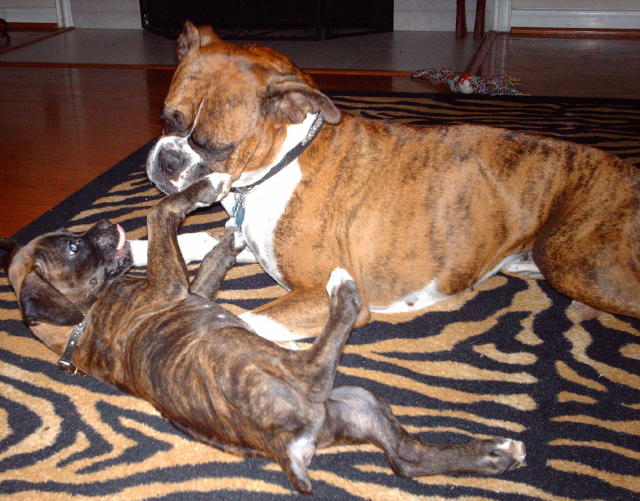 Boodan and Sugga Playin
