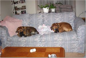 bookends