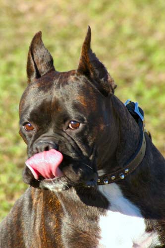 Booker Pbbbbbbttttttttt!