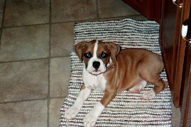 Boomer 10wks