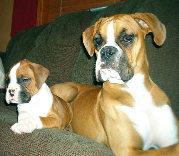 Boomer and Roxxie