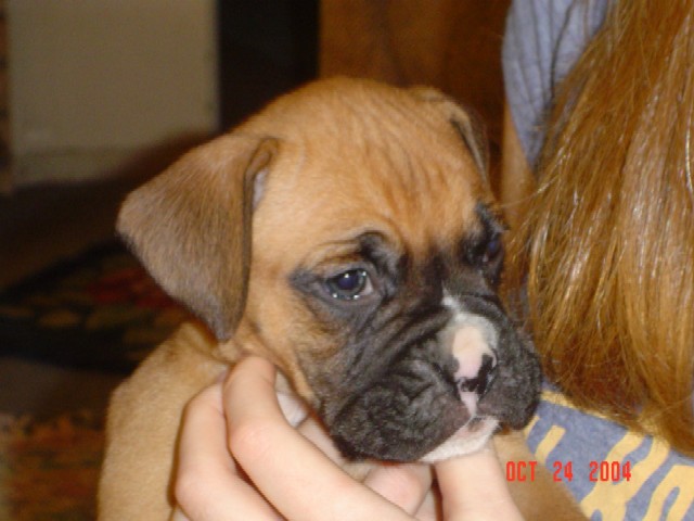 Boomer at 6 wks