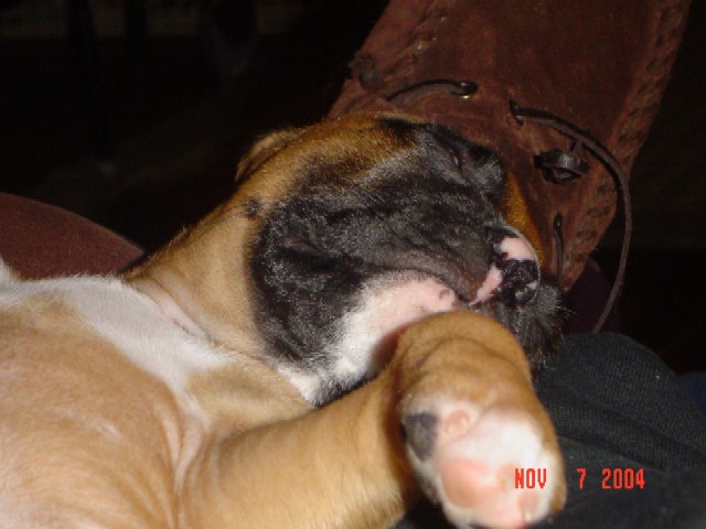 Boomer dreaming