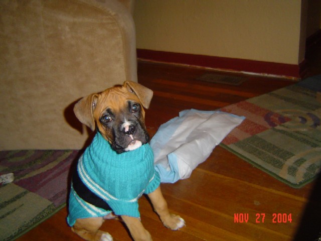 Boomer first sweater