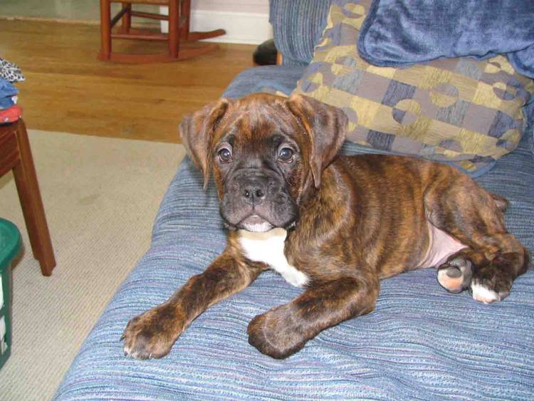 Boomer_-_King_of_the_couch