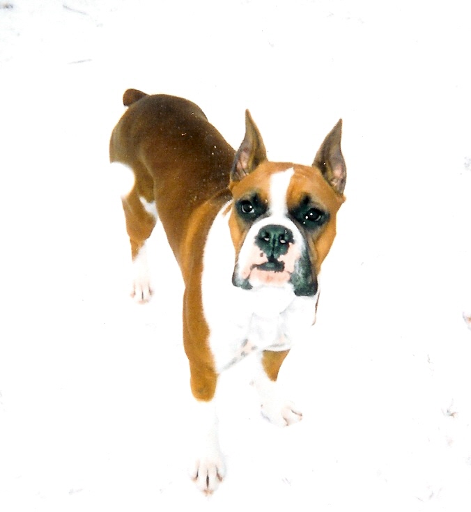 Boomer_in_the_Snow
