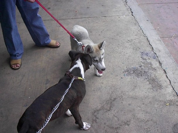 boozer and husky