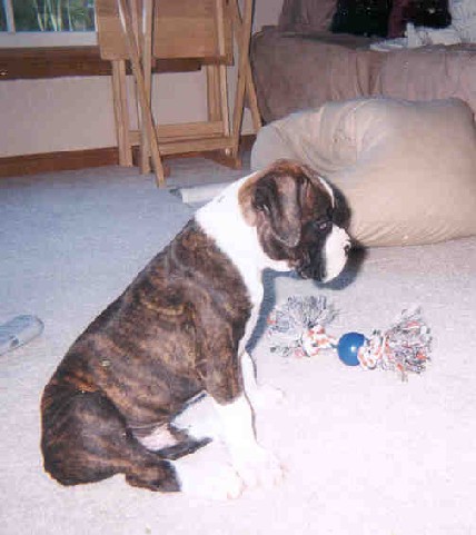 BoozerSit