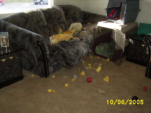 Bored Dog 2