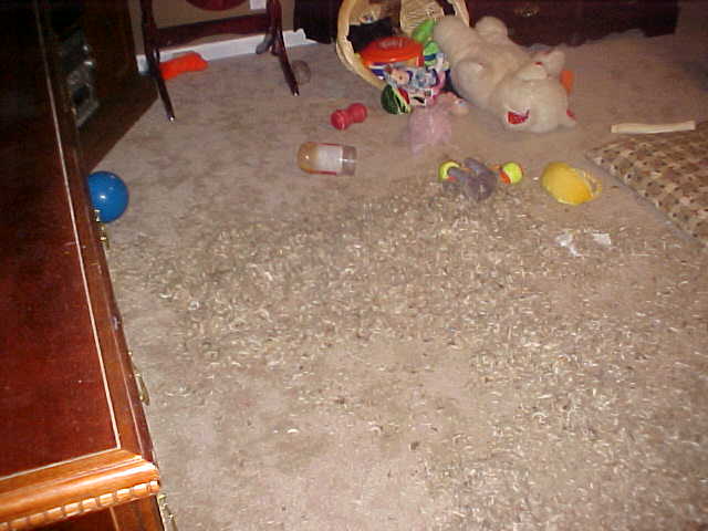 Bored Puppy = Bad Puppy