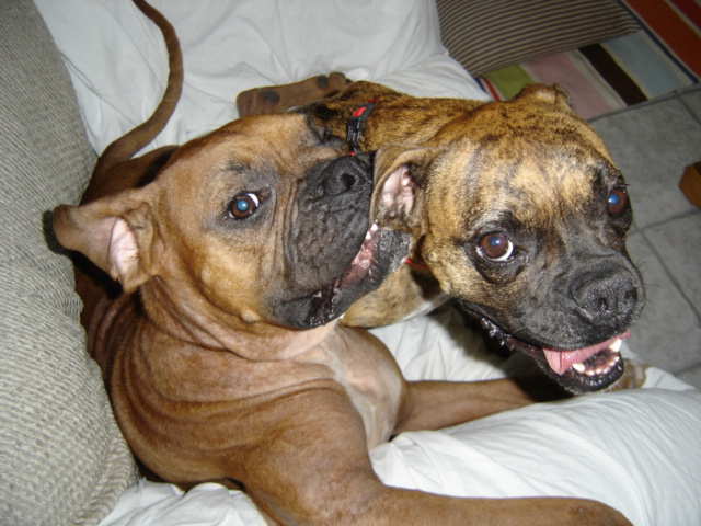 Boris and Fritzi are forever pals