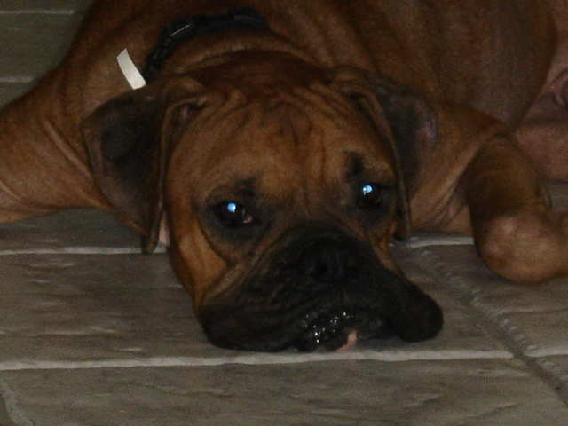 BORIS