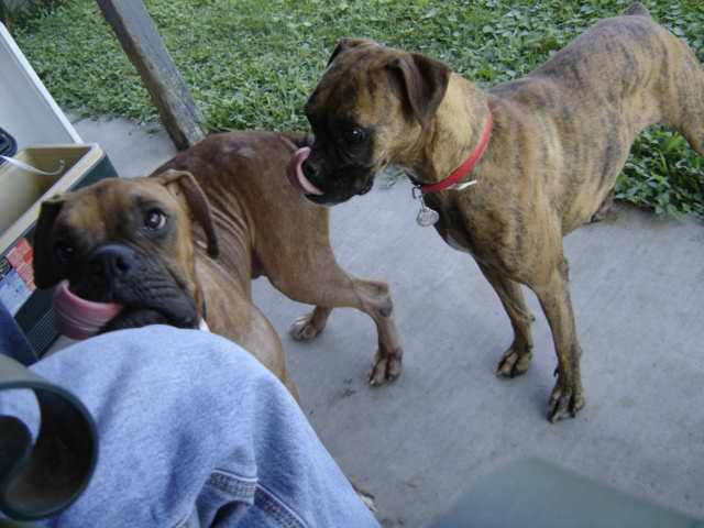Boris_and_Fritzi