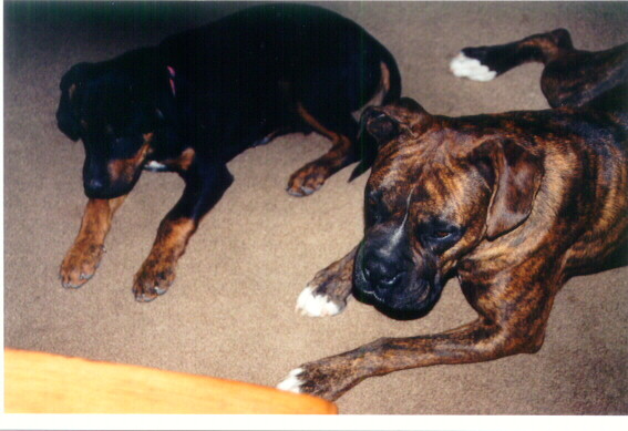 Bosco and Zeus