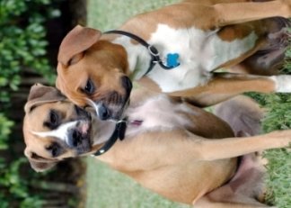 Bosco & Molly
