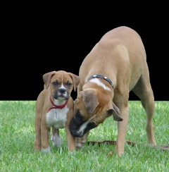 Bosco & Molly