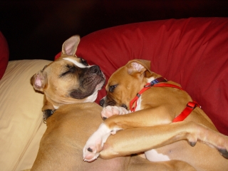 Bosco & Molly