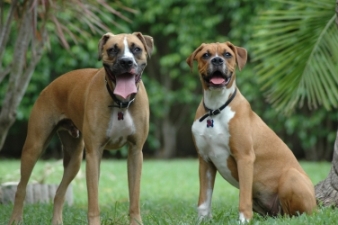 Bosco & Molly