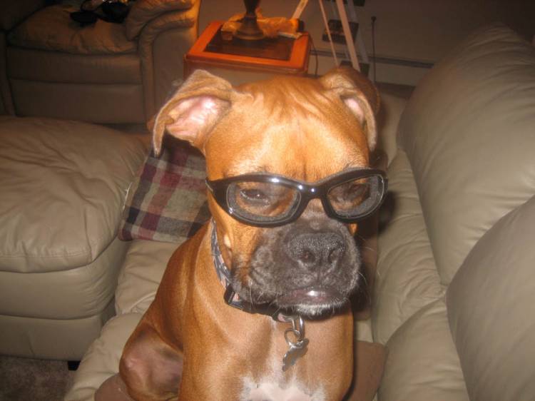 Bosco wearing my Harley goggles