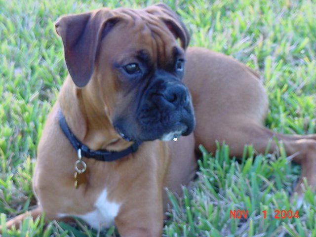 Bosco
