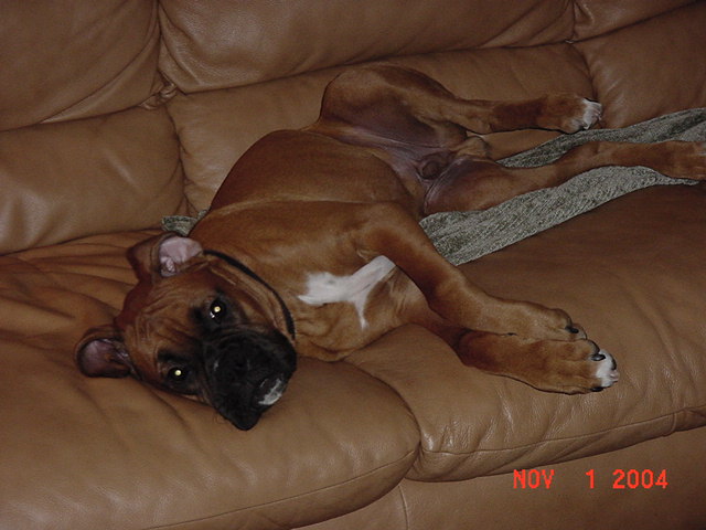 Bosco