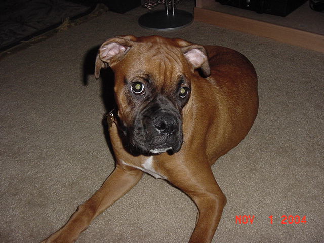 Bosco