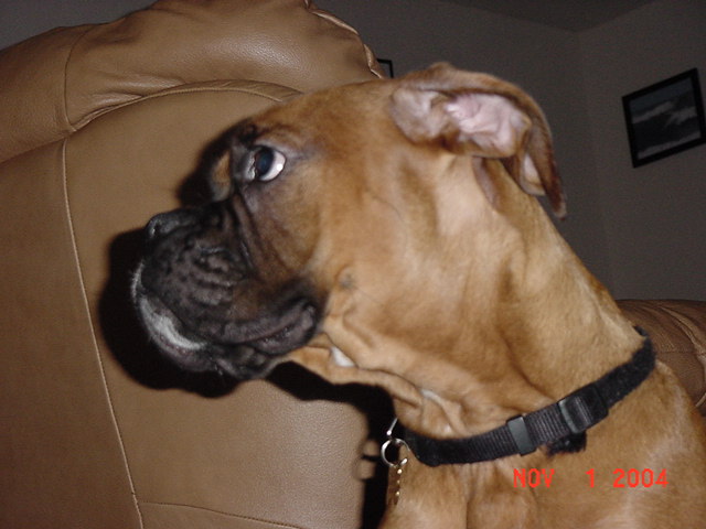 Bosco