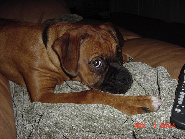 Bosco