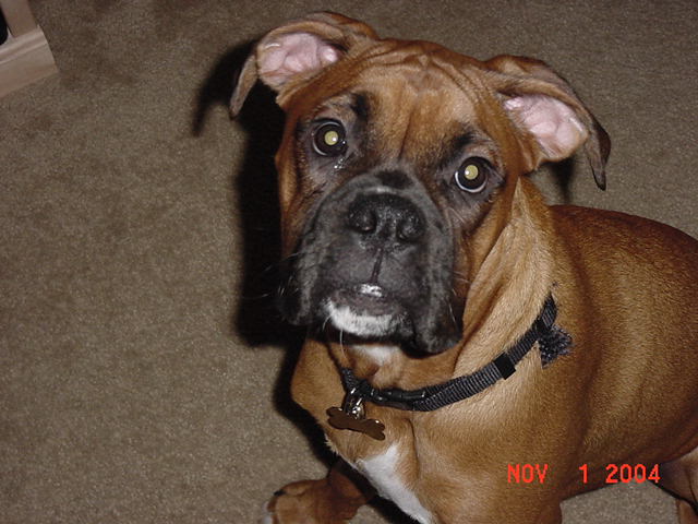 Bosco