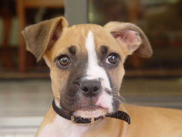 Bosco
