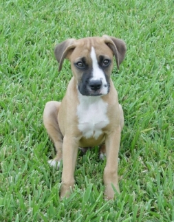 Bosco