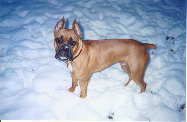 Bosco's first snow