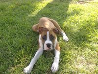 Boss at 13 weeks