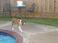 Boss checking out the pool