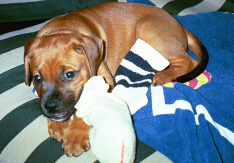 Boss found a dirty sock