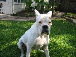 Boss needs a home