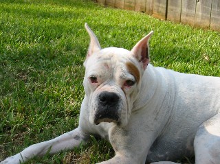 Boss needs a home