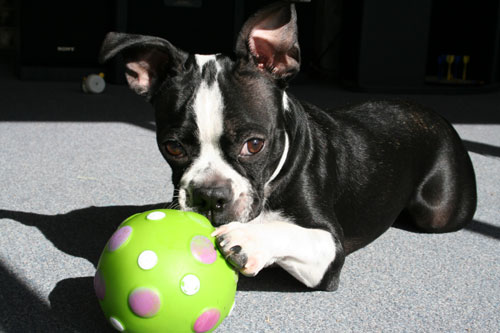 Boston and ball