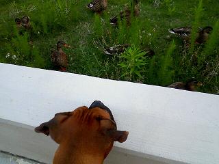 Boston and the Ducks