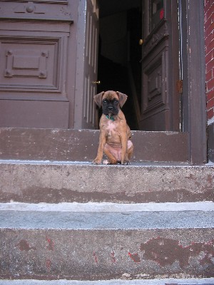 Boston Boxer