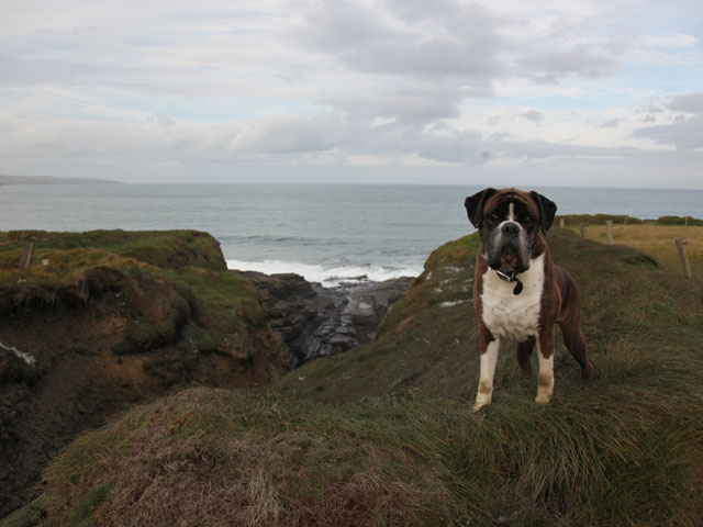 Boswellin