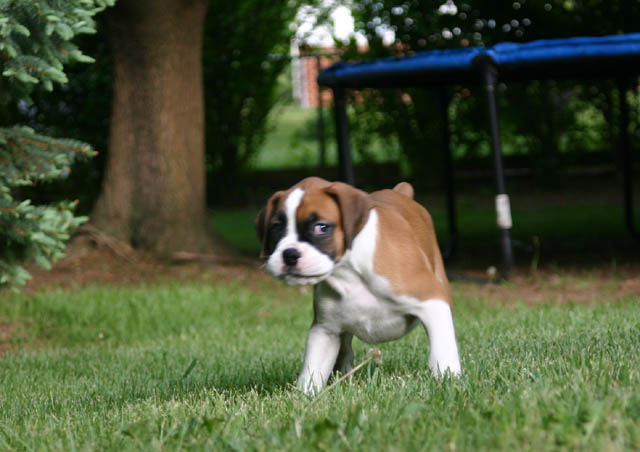 bouncing around
