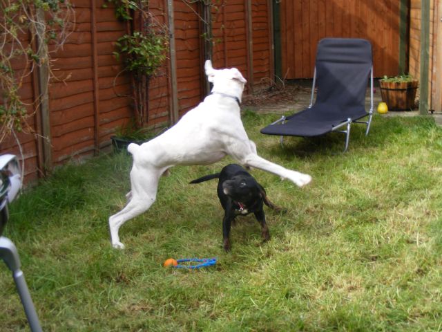 Bouncing_Bailey