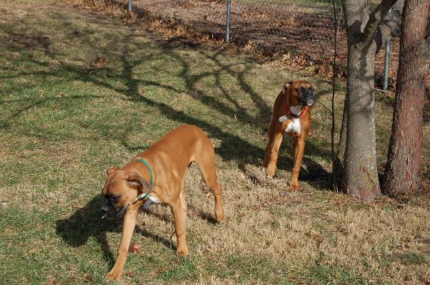 Bowe and Brasky